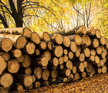 新云木業(yè)進行森林認(rèn)證
